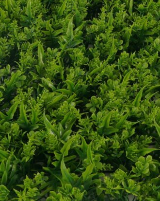 Artificial Plant 61*43*9cm Grass mat GS-36623010CONTI Leaves&Sprays&Foliages YeahFlower is one of Chinese leading OEM manufacturers and exporters , supplying the silk flowers, wholesale artificial trees Artificial Plant 61*43*9cm Grass mat GS-36623010CONTI Leaves&Sprays&Foliages YeahFlower is one of Chinese leading OEM manufacturers and exporters , supplying the silk flowers, wholesale artificial trees