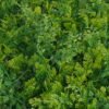Artificial Plant 61*41*8cm Grass mat GS-36623014CONTI Leaves&Sprays&Foliages YeahFlower is one of Chinese leading OEM manufacturers and exporters , supplying the silk flowers, wholesale artificial trees