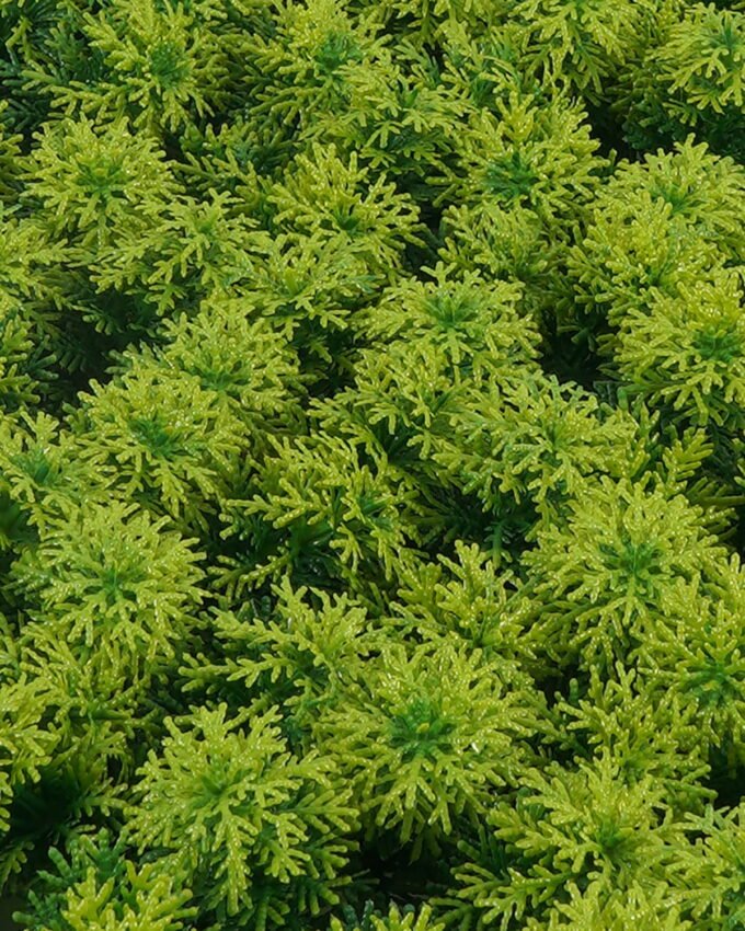 Artificial Plant 61*43*9cm Grass mat GS-36623016CONTI Leaves&Sprays&Foliages YeahFlower is one of Chinese leading OEM manufacturers and exporters , supplying the silk flowers, wholesale artificial trees