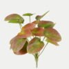 Artificial Plant 22*22*27cm Leaf bush GS-70523001CONTI-G4 Leaves&Sprays&Foliages YeahFlower is one of Chinese leading OEM manufacturers and exporters , supplying the silk flowers, wholesale artificial trees
