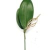 Artificial Plant Orchid leaf single stem 6 lvs GS-64923011CONTI_8 Artificial Plant 22*30cm Orchid leaf single stem/6 lvs GS-64923011CONTI Leaves&Sprays&Foliages YeahFlower is one of Chinese leading OEM manufacturers and exporters , supplying the silk flowers, wholesale artificial trees