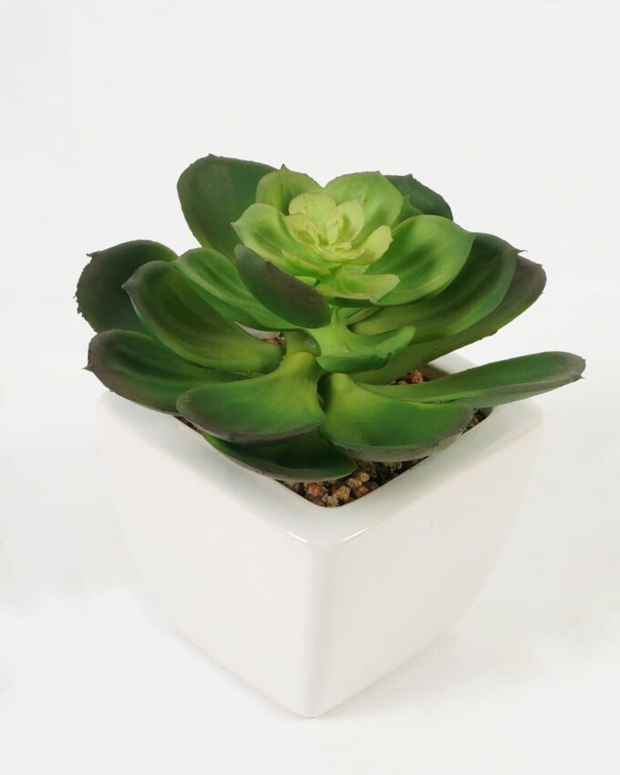 Artificial succulent 11*11*12cm Succulent plants in PP pot GS-70423004CONTI-G3 Succulent YeahFlower is one of Chinese leading OEM manufacturers and exporters , supplying the silk flowers, wholesale artificial trees