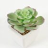 Artificial succulent 11*11*12cm Succulent plants in PP pot GS-70423004CONTI-G3 Succulent YeahFlower is one of Chinese leading OEM manufacturers and exporters , supplying the silk flowers, wholesale artificial trees