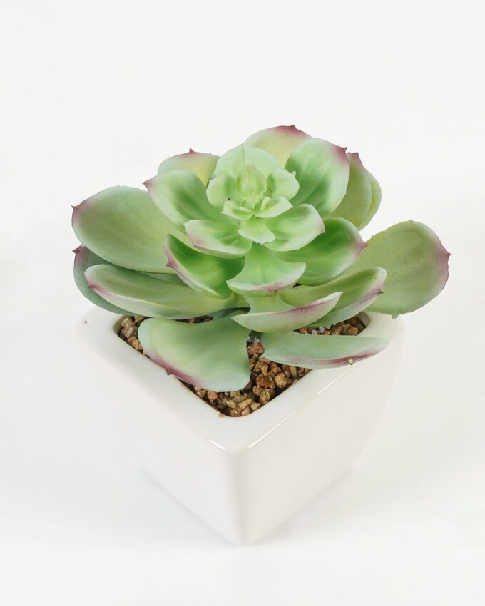 Artificial succulent 11*11*12cm Succulent plants in PP pot GS-70423004CONTI-G3 Succulent YeahFlower is one of Chinese leading OEM manufacturers and exporters , supplying the silk flowers, wholesale artificial trees