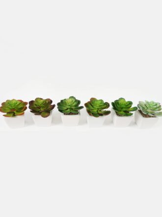 Artificial succulent 11*11*12cm Succulent plants in PP pot GS-70423004CONTI-G3 Succulent 3,000+ sqm showroom with thousands of artificial flowers, plants & trees ready for global sourcing.