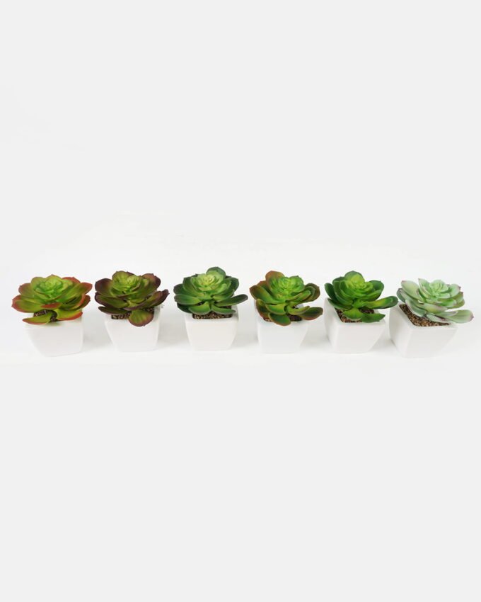 Artificial succulent 11*11*12cm Succulent plants in PP pot GS-70423004CONTI Succulent YeahFlower is one of Chinese leading OEM manufacturers and exporters , supplying the silk flowers, wholesale artificial trees