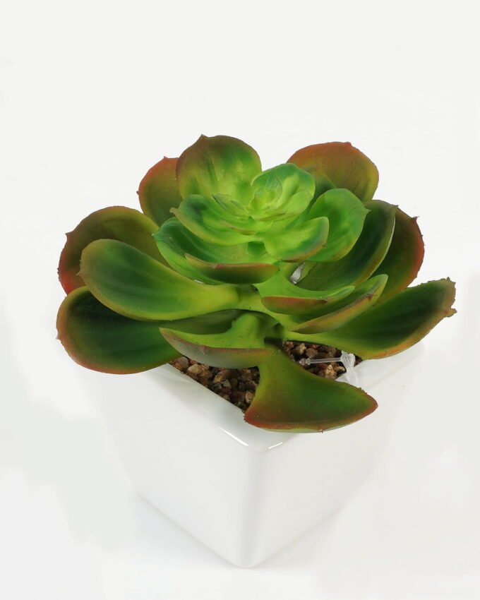 Artificial succulent 11*11*12cm Succulent plants in PP pot GS-70423004CONTI Succulent YeahFlower is one of Chinese leading OEM manufacturers and exporters , supplying the silk flowers, wholesale artificial trees