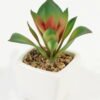 Artificial succulent 8*8*9cm Succulent plants in PP pot GS-70423005CONTI Succulent YeahFlower is one of Chinese leading OEM manufacturers and exporters , supplying the silk flowers, wholesale artificial trees