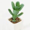 Artificial Succulent plants in PP pot GS-70423006CONTI-G4_2 Artificial succulent 7*7*9cm Succulent plants in PP pot GS-70423006CONTI-G4 Succulent YeahFlower is one of Chinese leading OEM manufacturers and exporters , supplying the silk flowers, wholesale artificial trees