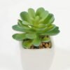 Artificial Succulent plants in PP pot GS-70423007CONTI_4 Artificial succulent 7*7*9cm Succulent plants in PP pot GS-70423007CONTI Succulent YeahFlower is one of Chinese leading OEM manufacturers and exporters , supplying the silk flowers, wholesale artificial trees