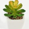 Artificial Succulent plants in PP pot GS-70423007CONTI_6 Artificial succulent 7*7*9cm Succulent plants in PP pot GS-70423007CONTI Succulent YeahFlower is one of Chinese leading OEM manufacturers and exporters , supplying the silk flowers, wholesale artificial trees