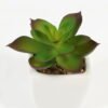 Artificial Succulent plants in PP pot GS-70423008CONTI-G3_5 Artificial succulent 7*7*9cm Succulent plants in PP pot GS-70423008CONTI-G3 Succulent YeahFlower is one of Chinese leading OEM manufacturers and exporters , supplying the silk flowers, wholesale artificial trees
