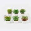 Artificial succulent 7*7*13cm Succulent plants in PP pot GS-70423009CONTI Succulent YeahFlower is one of Chinese leading OEM manufacturers and exporters , supplying the silk flowers, wholesale artificial trees