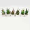 Artificial succulent 6*6*13cm Succulent plants in PP pot GS-70423010CONTI Succulent YeahFlower is one of Chinese leading OEM manufacturers and exporters , supplying the silk flowers, wholesale artificial trees