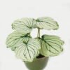 Artificial Table Plants Begonia leaf in ceramic pot GS-03323110-G3 Artificial Table Plants 15*12*16cm Begonia leaf in ceramic pot GS-03323110-G3 Potted Flowers&Plants YeahFlower is one of Chinese leading OEM manufacturers and exporters , supplying the silk flowers, wholesale artificial trees