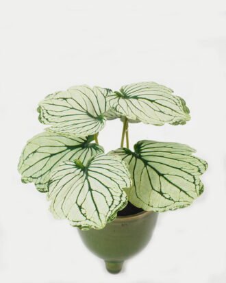 Artificial Table Plants 15*12*16cm Begonia leaf in ceramic pot GS-03323110-G3 Potted Flowers&Plants YeahFlower is one of Chinese leading OEM manufacturers and exporters , supplying the silk flowers, wholesale artificial trees Artificial Table Plants 15*12*16cm Begonia leaf in ceramic pot GS-03323110-G3 Potted Flowers&Plants YeahFlower is one of Chinese leading OEM manufacturers and exporters , supplying the silk flowers, wholesale artificial trees