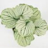 Artificial Table Plants Begonia leaf in ceramic pot GS-03323110-G3_1 Artificial Table Plants 15*12*16cm Begonia leaf in ceramic pot GS-03323110-G3 Potted Flowers&Plants YeahFlower is one of Chinese leading OEM manufacturers and exporters , supplying the silk flowers, wholesale artificial trees