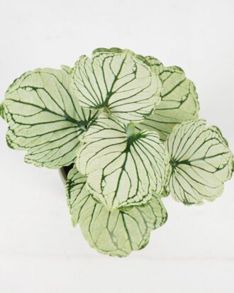 Artificial Table Plants 15*12*16cm Begonia leaf in ceramic pot GS-03323110-G3 Potted Flowers&Plants YeahFlower is one of Chinese leading OEM manufacturers and exporters , supplying the silk flowers, wholesale artificial trees Artificial Table Plants 15*12*16cm Begonia leaf in ceramic pot GS-03323110-G3 Potted Flowers&Plants YeahFlower is one of Chinese leading OEM manufacturers and exporters , supplying the silk flowers, wholesale artificial trees