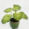 Artificial Table Plants 15*12*16cm Begonia leaf in ceramic pot GS-03323110-G4 Potted Flowers&Plants YeahFlower is one of Chinese leading OEM manufacturers and exporters , supplying the silk flowers, wholesale artificial trees
