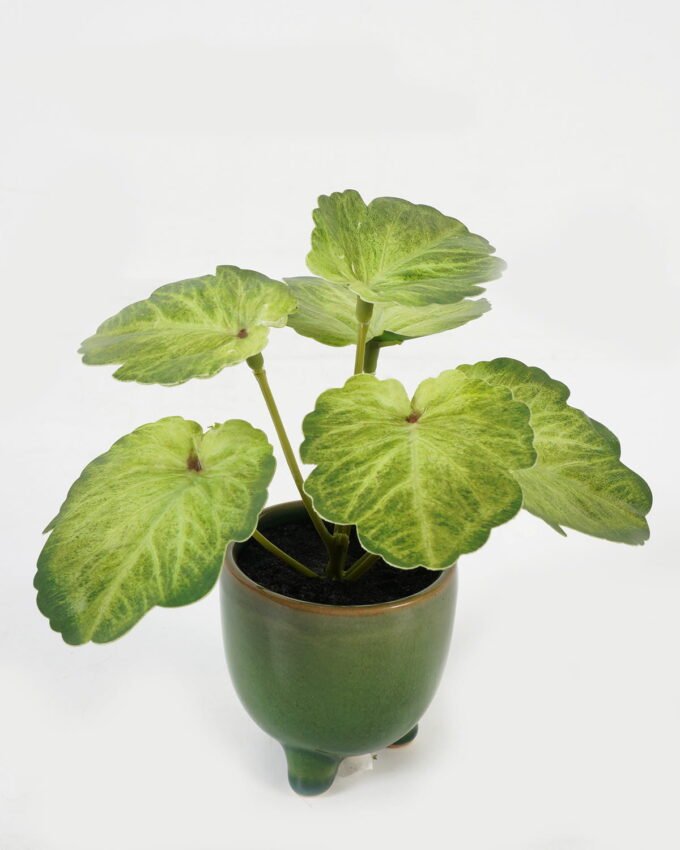 Artificial Table Plants 15*12*16cm Begonia leaf in ceramic pot GS-03323110-G4 Potted Flowers&Plants YeahFlower is one of Chinese leading OEM manufacturers and exporters , supplying the silk flowers, wholesale artificial trees