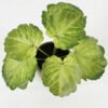 Artificial Table Plants 15*12*16cm Begonia leaf in ceramic pot GS-03323110-G4 Potted Flowers&Plants YeahFlower is one of Chinese leading OEM manufacturers and exporters , supplying the silk flowers, wholesale artificial trees