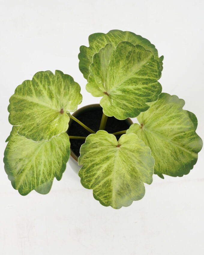 Artificial Table Plants 15*12*16cm Begonia leaf in ceramic pot GS-03323110-G4 Potted Flowers&Plants YeahFlower is one of Chinese leading OEM manufacturers and exporters , supplying the silk flowers, wholesale artificial trees