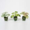 Artificial Table Plants 15*12*16cm Begonia leaf in ceramic pot GS-03323110 Potted Flowers&Plants YeahFlower is one of Chinese leading OEM manufacturers and exporters , supplying the silk flowers, wholesale artificial trees