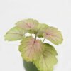 Artificial Table Plants 15*12*16cm Begonia leaf in ceramic pot GS-03323110 Potted Flowers&Plants YeahFlower is one of Chinese leading OEM manufacturers and exporters , supplying the silk flowers, wholesale artificial trees