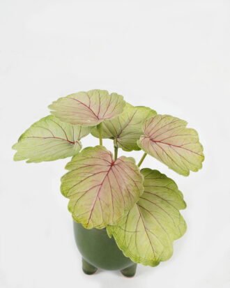 Artificial Table Plants 15*12*16cm Begonia leaf in ceramic pot GS-03323110 Potted Flowers&Plants YeahFlower is one of Chinese leading OEM manufacturers and exporters , supplying the silk flowers, wholesale artificial trees Artificial Table Plants 15*12*16cm Begonia leaf in ceramic pot GS-03323110 Potted Flowers&Plants YeahFlower is one of Chinese leading OEM manufacturers and exporters , supplying the silk flowers, wholesale artificial trees
