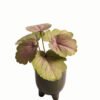 Artificial Table Plants 15*12*16cm Begonia leaf in ceramic pot GS-03323110 Potted Flowers&Plants YeahFlower is one of Chinese leading OEM manufacturers and exporters , supplying the silk flowers, wholesale artificial trees