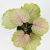 Artificial Table Plants 15*12*16cm Begonia leaf in ceramic pot GS-03323110 Potted Flowers&Plants YeahFlower is one of Chinese leading OEM manufacturers and exporters , supplying the silk flowers, wholesale artificial trees
