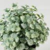 Artificial Table Plants  GS-05523021CONTI Potted Flowers&Plants YeahFlower is one of Chinese leading OEM manufacturers and exporters , supplying the silk flowers, wholesale artificial trees