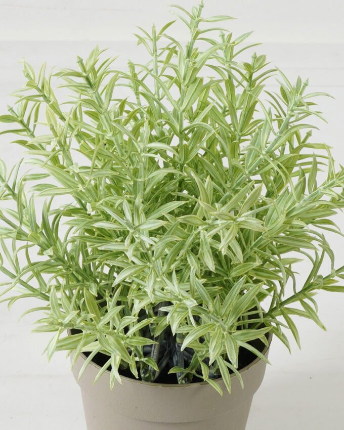 Artificial Table Plants  GS-05523022CONTI Potted Flowers&Plants YeahFlower is one of Chinese leading OEM manufacturers and exporters , supplying the silk flowers, wholesale artificial trees