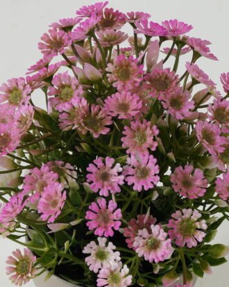 Artificial Table Plants  GS-05523027CONTI Potted Flowers&Plants YeahFlower is one of Chinese leading OEM manufacturers and exporters , supplying the silk flowers, wholesale artificial trees