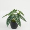 Artificial Table Plants Leaf in PP pot GS-70123022CONTI Artificial Table Plants 21*21*15cm Leaf in PP pot GS-70123022CONTI Potted Flowers&Plants YeahFlower is one of Chinese leading OEM manufacturers and exporters , supplying the silk flowers, wholesale artificial trees