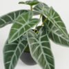 Artificial Table Plants Leaf in PP pot GS-70123022CONTI_1 Artificial Table Plants 21*21*15cm Leaf in PP pot GS-70123022CONTI Potted Flowers&Plants YeahFlower is one of Chinese leading OEM manufacturers and exporters , supplying the silk flowers, wholesale artificial trees