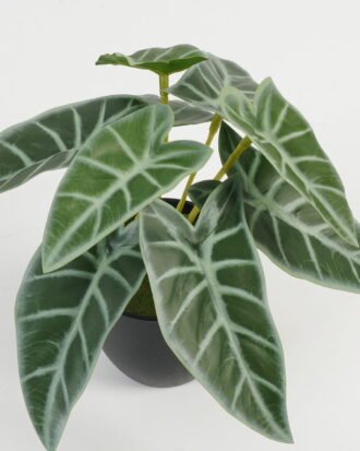 Artificial Table Plants 21*21*15cm Leaf in PP pot GS-70123022CONTI Potted Flowers&Plants YeahFlower is one of Chinese leading OEM manufacturers and exporters , supplying the silk flowers, wholesale artificial trees