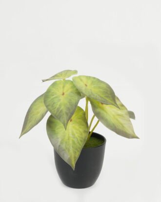 Artificial Table Plants 15*15*15cm Leaf in PP pot GS-70123026CONTI Potted Flowers&Plants YeahFlower is one of Chinese leading OEM manufacturers and exporters , supplying the silk flowers, wholesale artificial trees