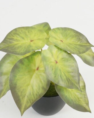Artificial Table Plants 15*15*15cm Leaf in PP pot GS-70123026CONTI Potted Flowers&Plants YeahFlower is one of Chinese leading OEM manufacturers and exporters , supplying the silk flowers, wholesale artificial trees