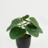 Artificial Table Plants 17*17*15cm Leaf in PP pot GS-70123028CONTI Potted Flowers&Plants YeahFlower is one of Chinese leading OEM manufacturers and exporters , supplying the silk flowers, wholesale artificial trees