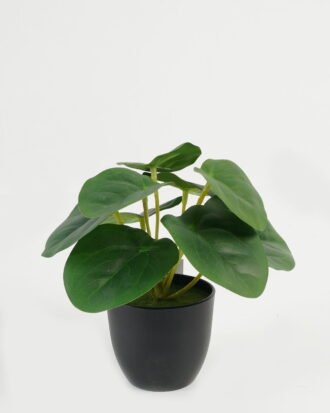 Artificial Table Plants 17*17*15cm Leaf in PP pot GS-70123028CONTI Potted Flowers&Plants YeahFlower is one of Chinese leading OEM manufacturers and exporters , supplying the silk flowers, wholesale artificial trees