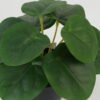 Artificial Table Plants 17*17*15cm Leaf in PP pot GS-70123028CONTI Potted Flowers&Plants YeahFlower is one of Chinese leading OEM manufacturers and exporters , supplying the silk flowers, wholesale artificial trees
