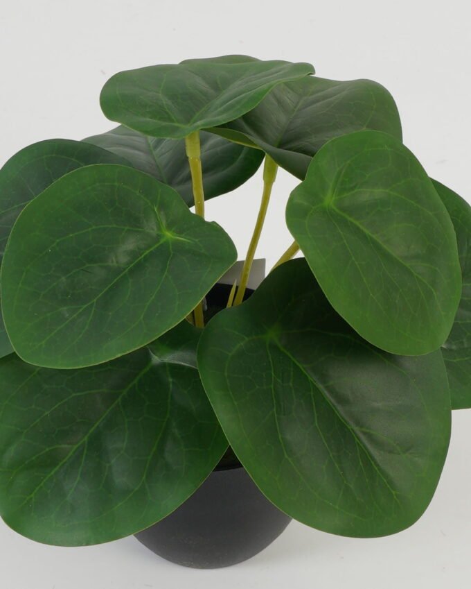 Artificial Table Plants 17*17*15cm Leaf in PP pot GS-70123028CONTI Potted Flowers&Plants YeahFlower is one of Chinese leading OEM manufacturers and exporters , supplying the silk flowers, wholesale artificial trees
