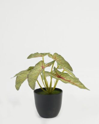 Artificial Table Plants 17*17*15cm Leaf in PP pot GS-70123029CONTI Potted Flowers&Plants YeahFlower is one of Chinese leading OEM manufacturers and exporters , supplying the silk flowers, wholesale artificial trees