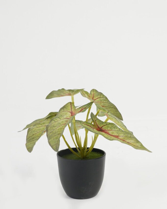Artificial Table Plants 17*17*15cm Leaf in PP pot GS-70123029CONTI Potted Flowers&Plants YeahFlower is one of Chinese leading OEM manufacturers and exporters , supplying the silk flowers, wholesale artificial trees