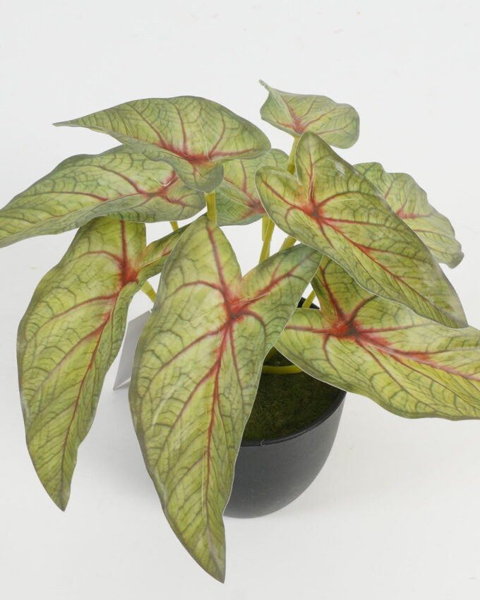 Artificial Table Plants 17*17*15cm Leaf in PP pot GS-70123029CONTI Potted Flowers&Plants YeahFlower is one of Chinese leading OEM manufacturers and exporters , supplying the silk flowers, wholesale artificial trees