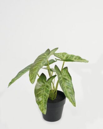 Artificial Table Plants 21*21*23cm Leaf in PP pot GS-70123041CONTI Potted Flowers&Plants YeahFlower is one of Chinese leading OEM manufacturers and exporters , supplying the silk flowers, wholesale artificial trees