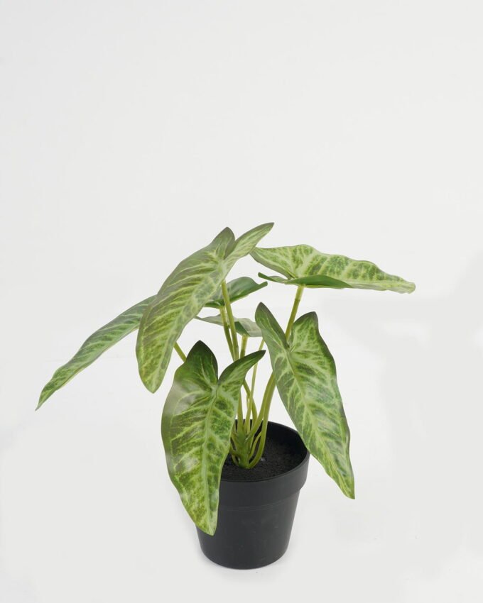 Artificial Table Plants 21*21*23cm Leaf in PP pot GS-70123041CONTI Potted Flowers&Plants YeahFlower is one of Chinese leading OEM manufacturers and exporters , supplying the silk flowers, wholesale artificial trees