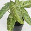 Artificial Table Plants 21*21*23cm Leaf in PP pot GS-70123041CONTI Potted Flowers&Plants YeahFlower is one of Chinese leading OEM manufacturers and exporters , supplying the silk flowers, wholesale artificial trees