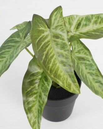 Artificial Table Plants 21*21*23cm Leaf in PP pot GS-70123041CONTI Potted Flowers&Plants YeahFlower is one of Chinese leading OEM manufacturers and exporters , supplying the silk flowers, wholesale artificial trees